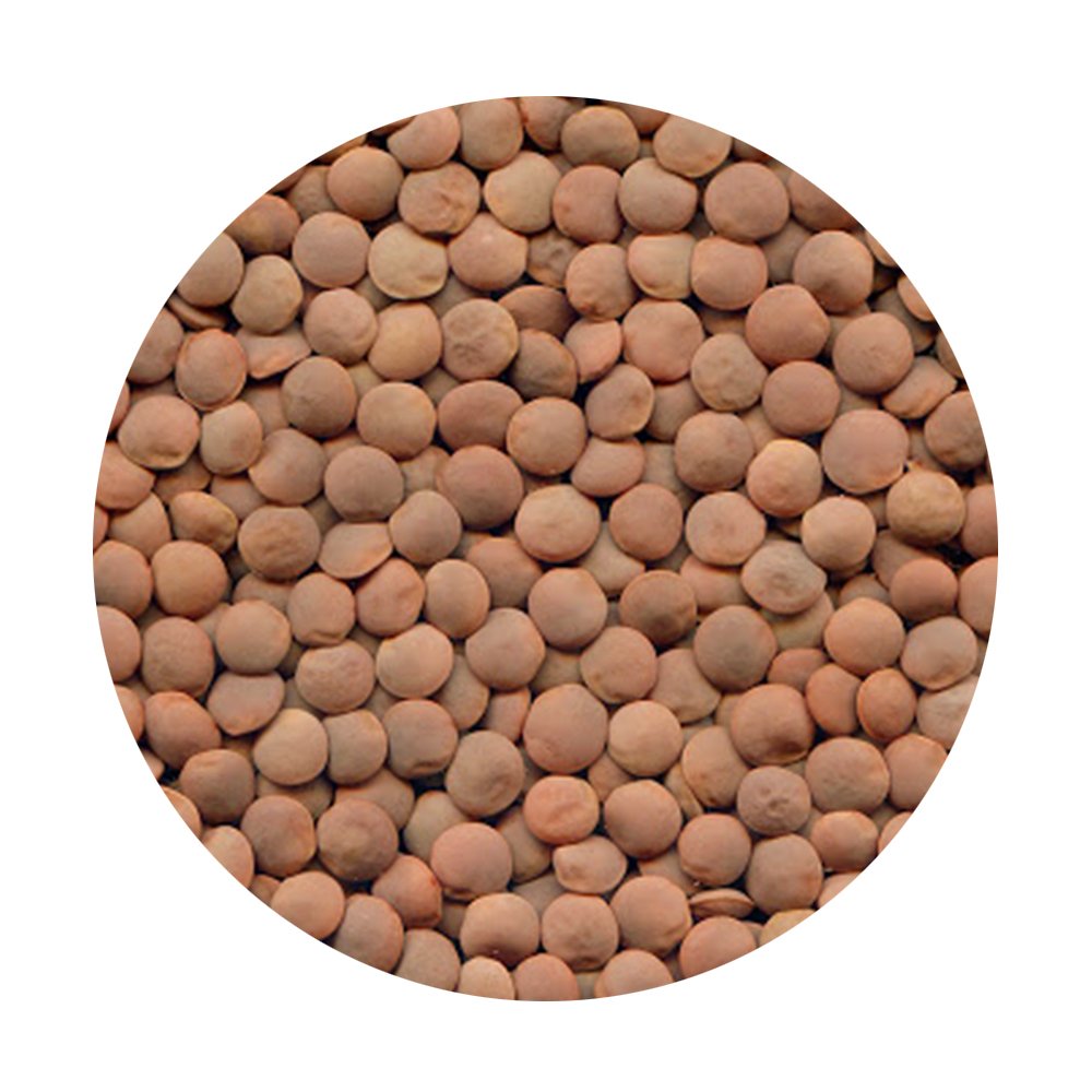 Lentils Whole Red with  Skin On 500g