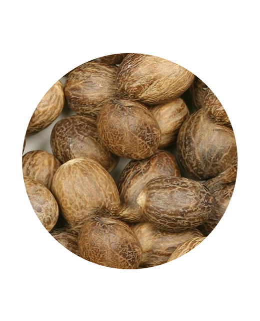 Whole Nutmeg Grocery Dried Food Herbs And Spices New Gum Sarn Fresh